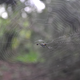 A spider in its web in a forest in Guam.